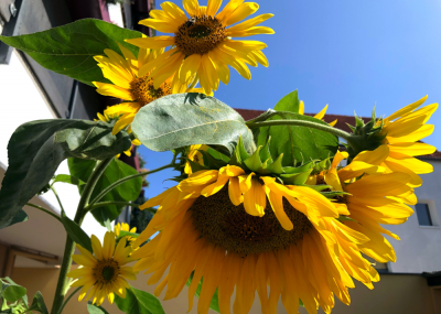 plantas que atraen polinizadores