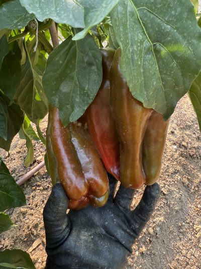 recolectar en el huerto