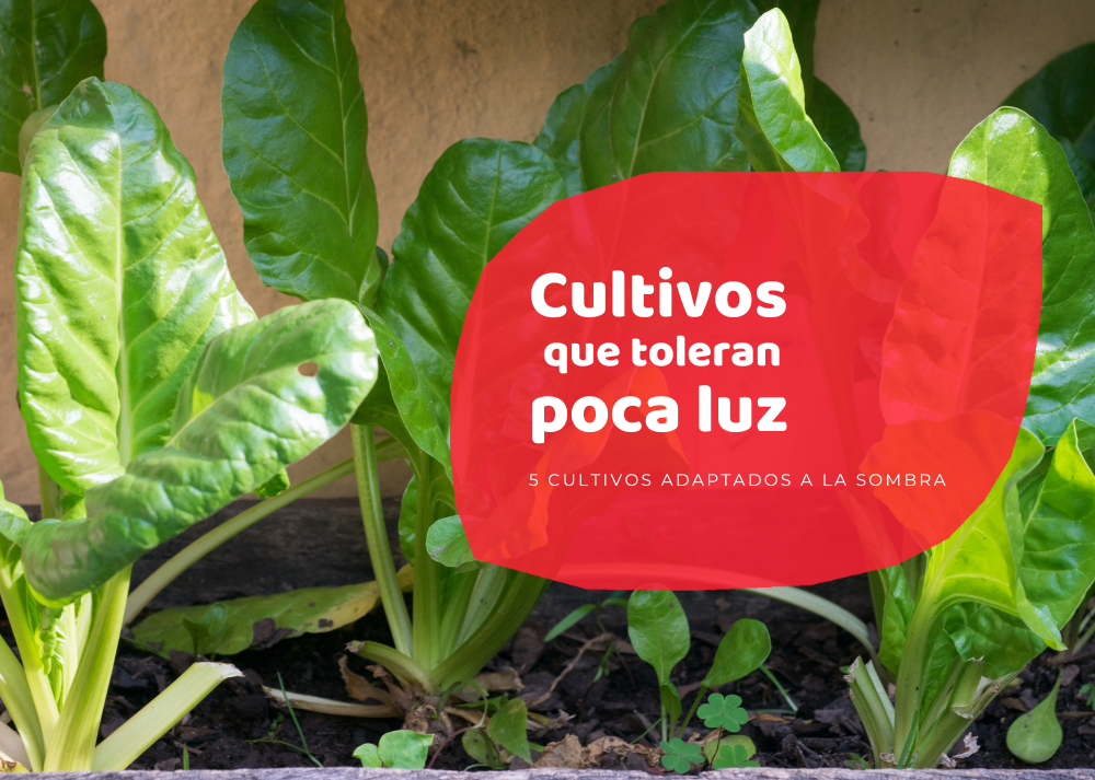 huertos con poca luz