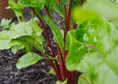 huertos con poca luz