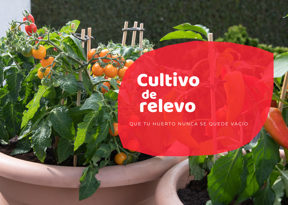 Cultivo de relevo
